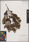 Foto von Salix caprea L.
